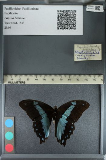 Media type: image;   Entomology 172941